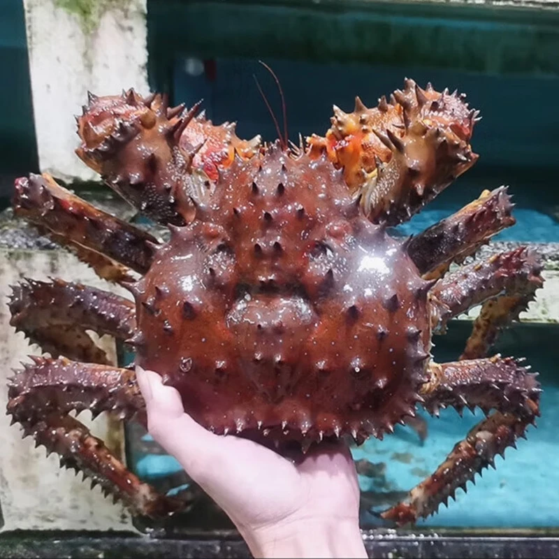 【鲜冻花椒帝王蟹3-4斤】俄罗斯进口 冷冻大螃蟹 生鲜 年货礼盒