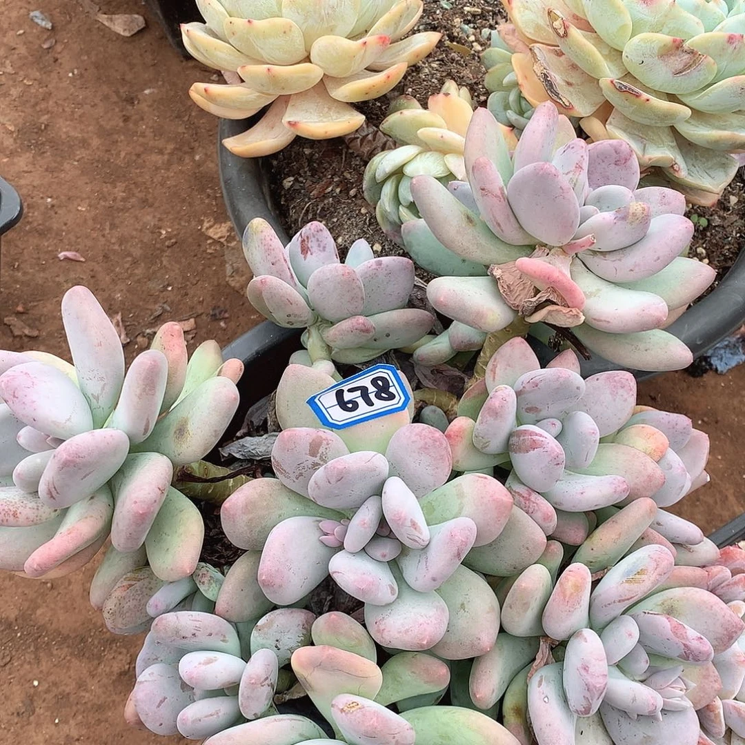 678奶杂一物一拍多肉