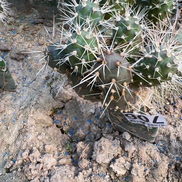 无花朵706海胆习群一号西三