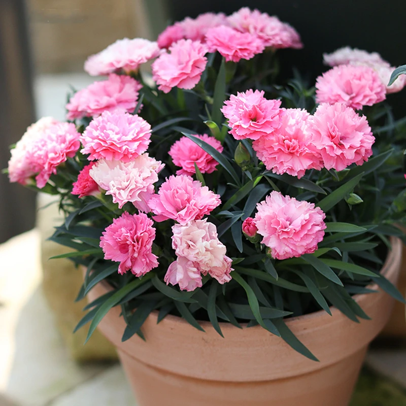 【康乃馨】盆栽带花苞石竹花绿色四季开花室内阳台客厅花卉好养活