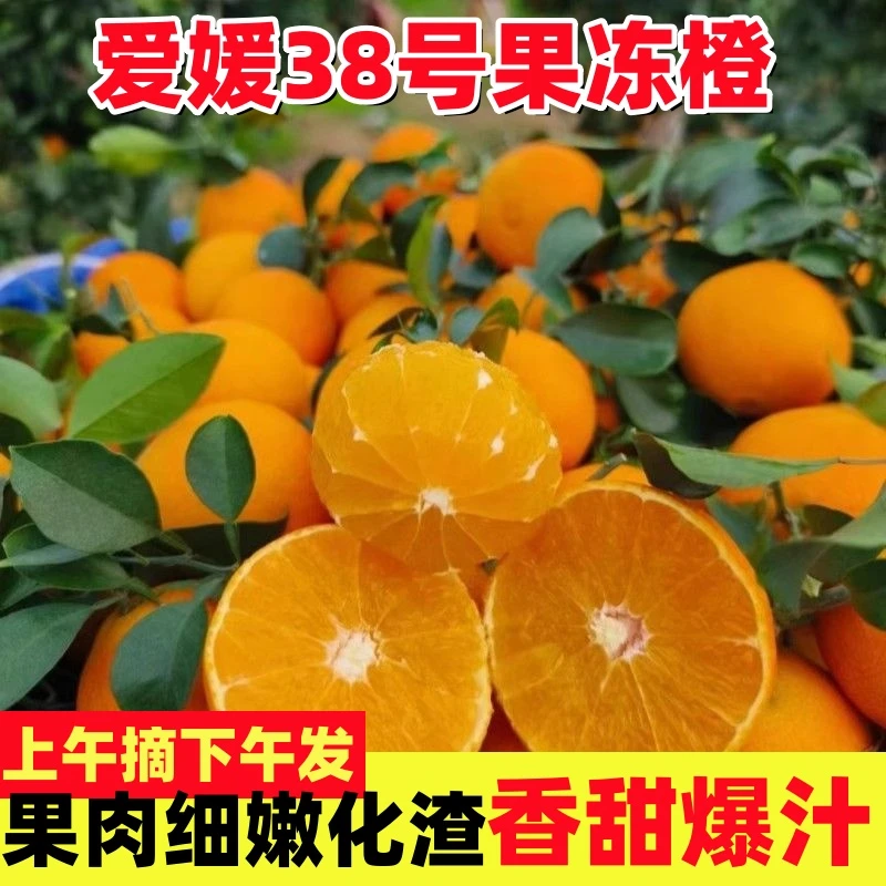 【香甜爆汁】四川爱媛38号果冻橙新鲜应季孕妇水果手剥橙子皮薄多汁