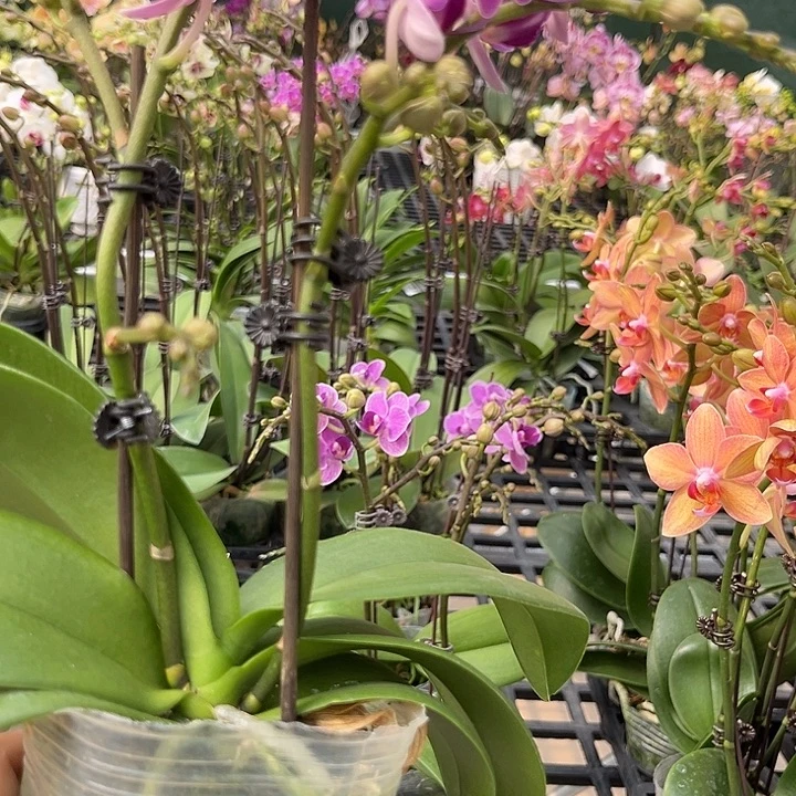 大部分花苞少量开放紫瞳