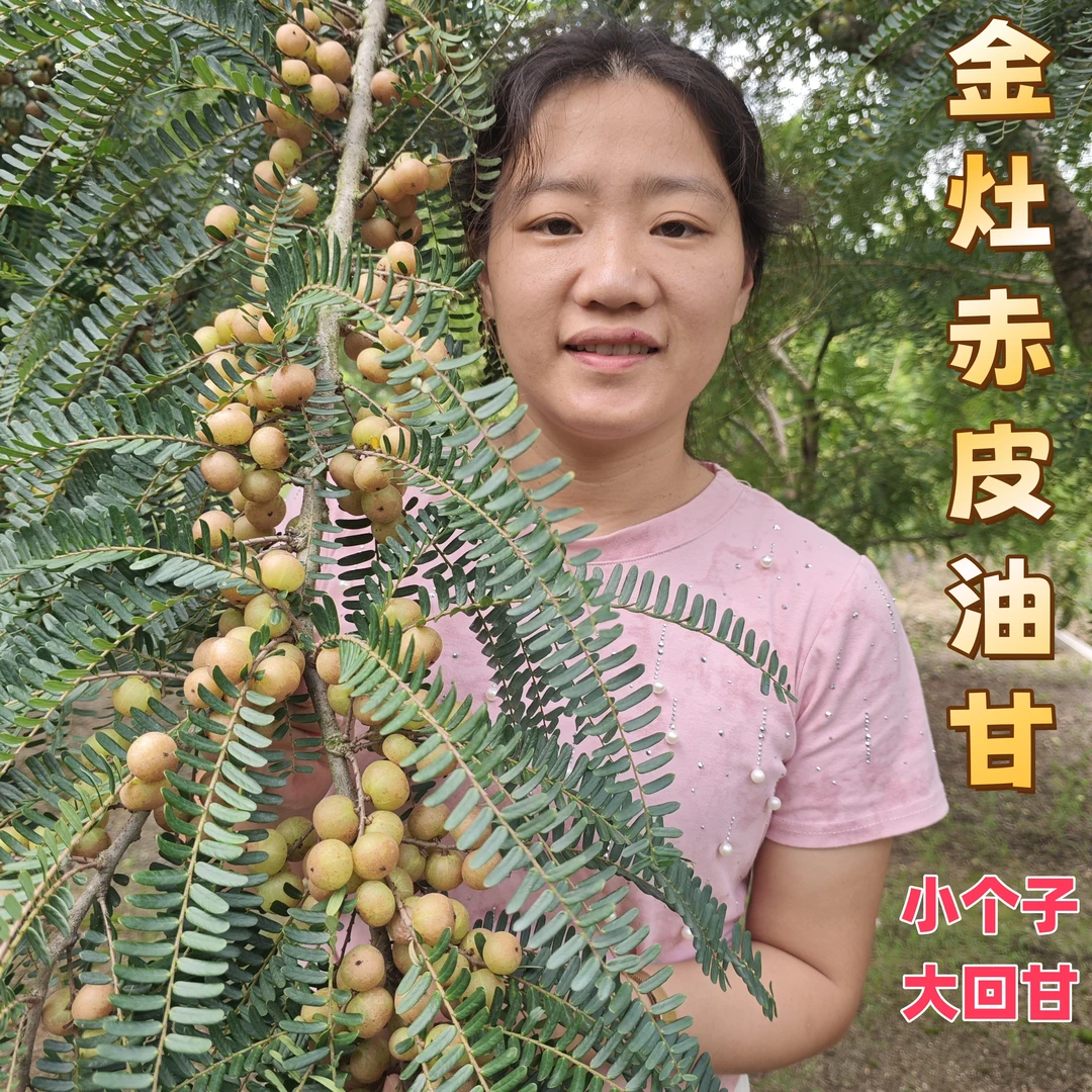 金灶燕娜 赤皮油甘果 滇橄榄 余甘果 新鲜采摘 榨汁煲汤 孕妇水果