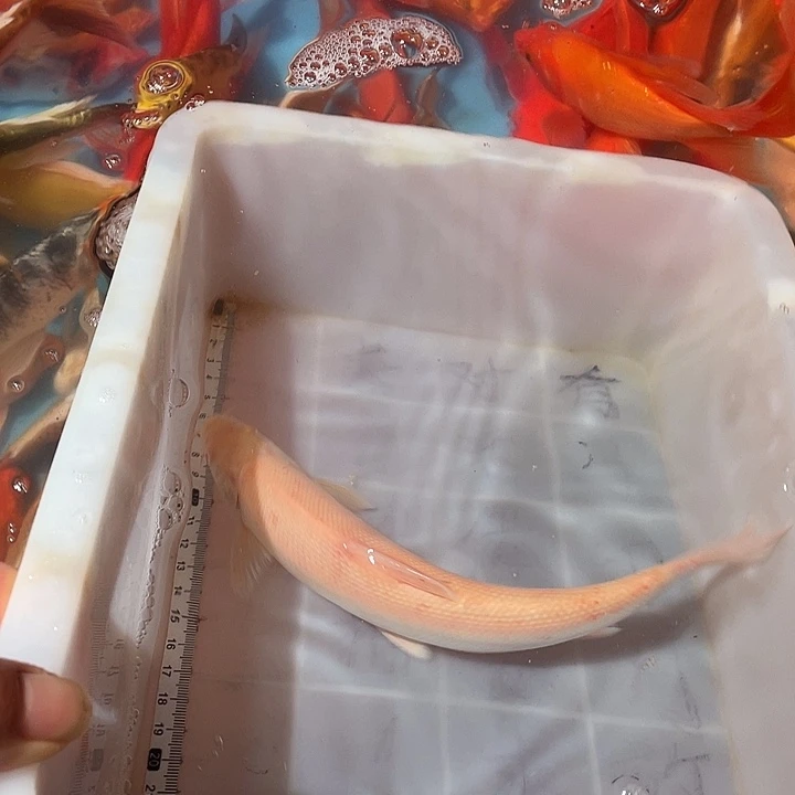 蝴蝶鲤鱼渔场直发44