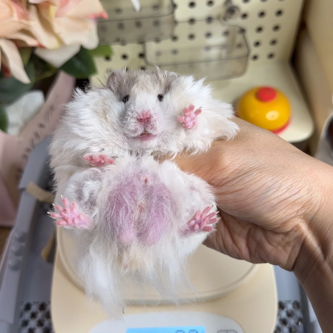 卷毛鸽灰波弟弟7.21