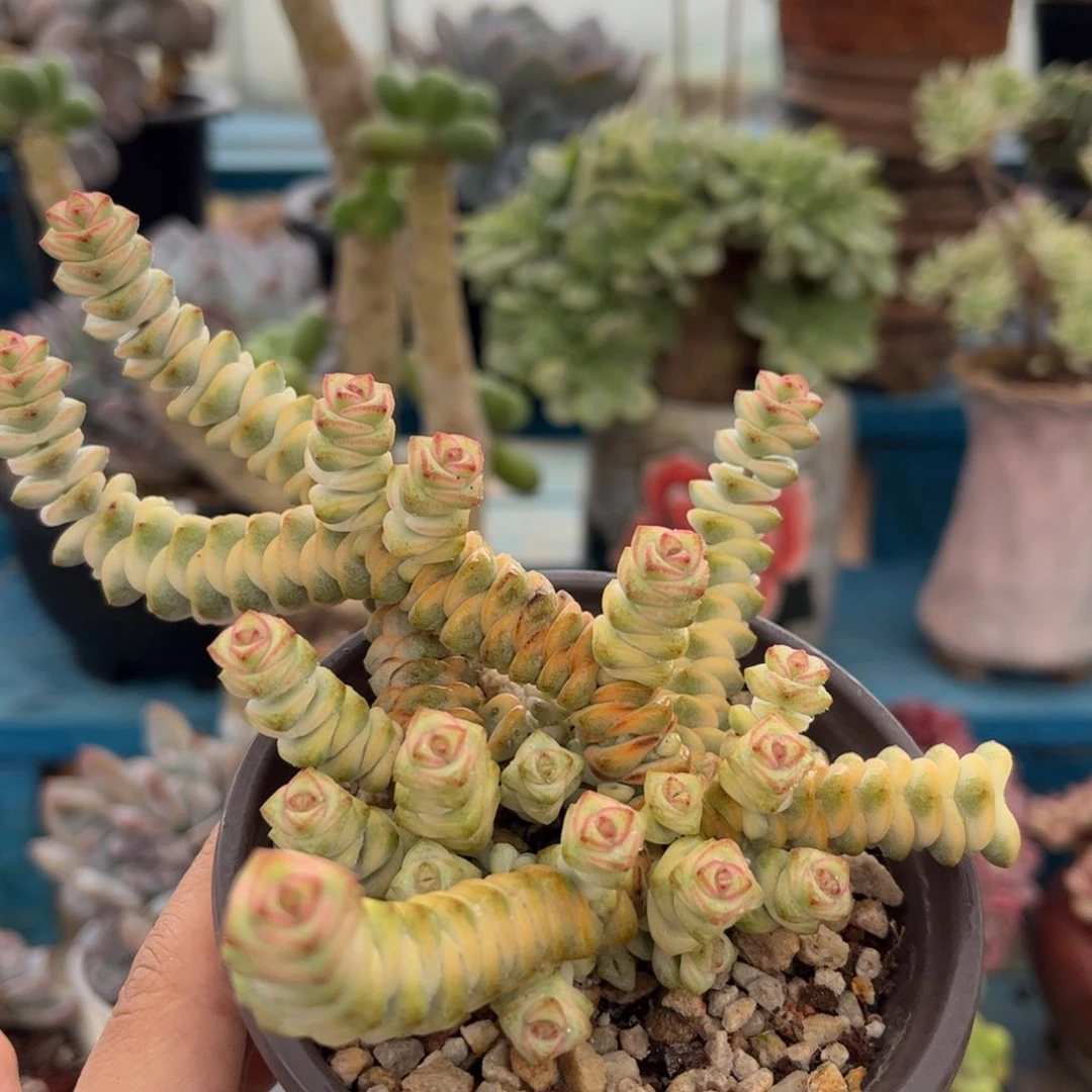 一物一拍：钱串锦散拼133