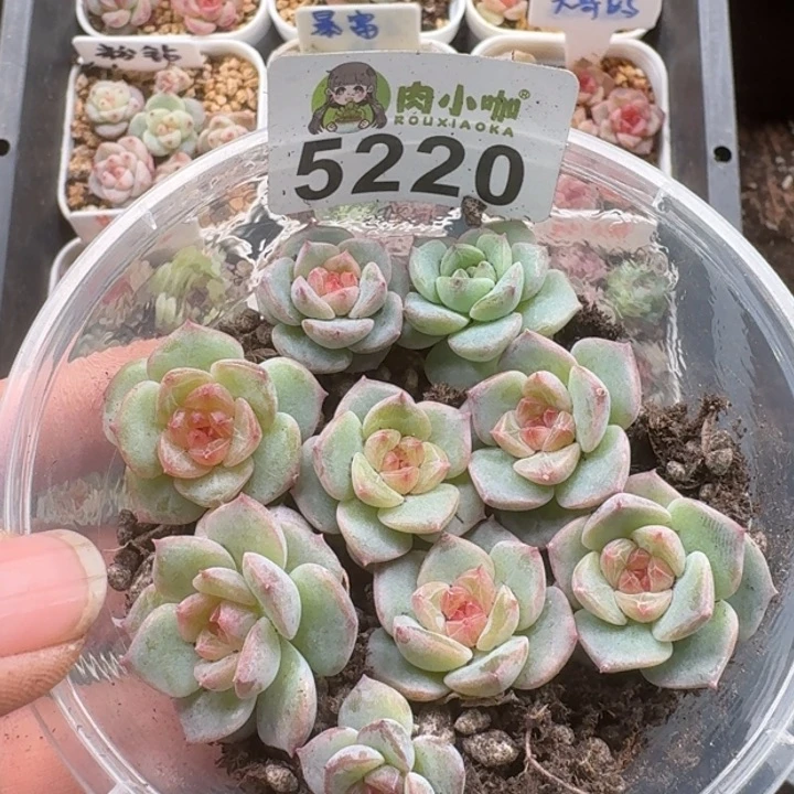 多肉植物多肉植物