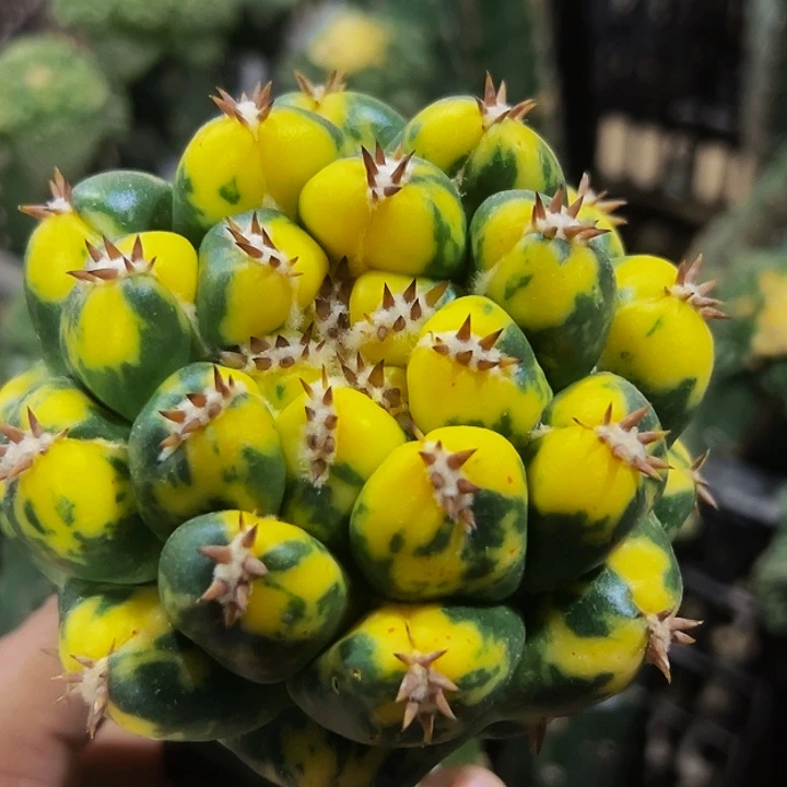 无花朵散班花锦大尤短豪刺象牙913