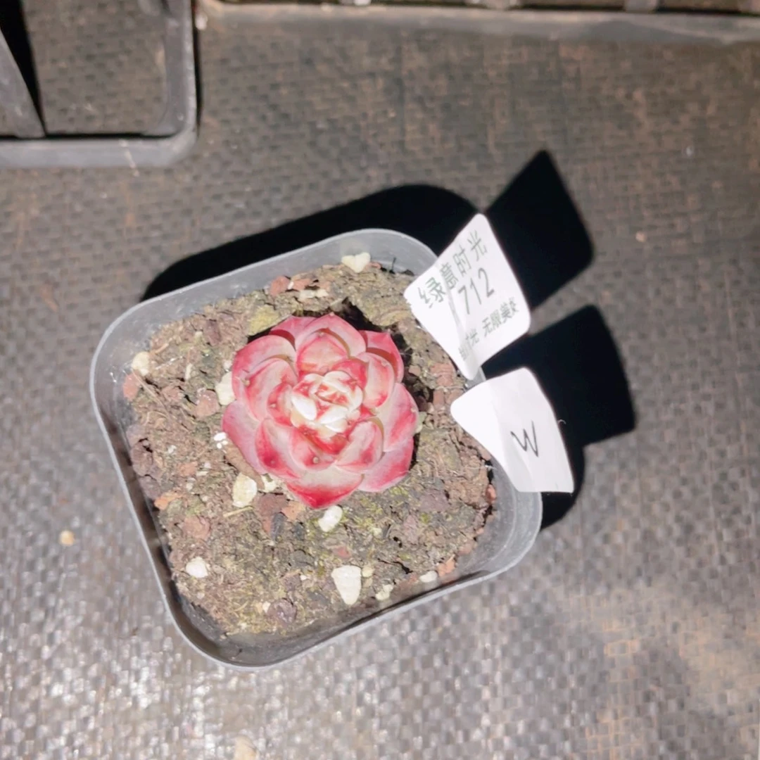 ****W712 带陶瓷盆发货 满28包邮