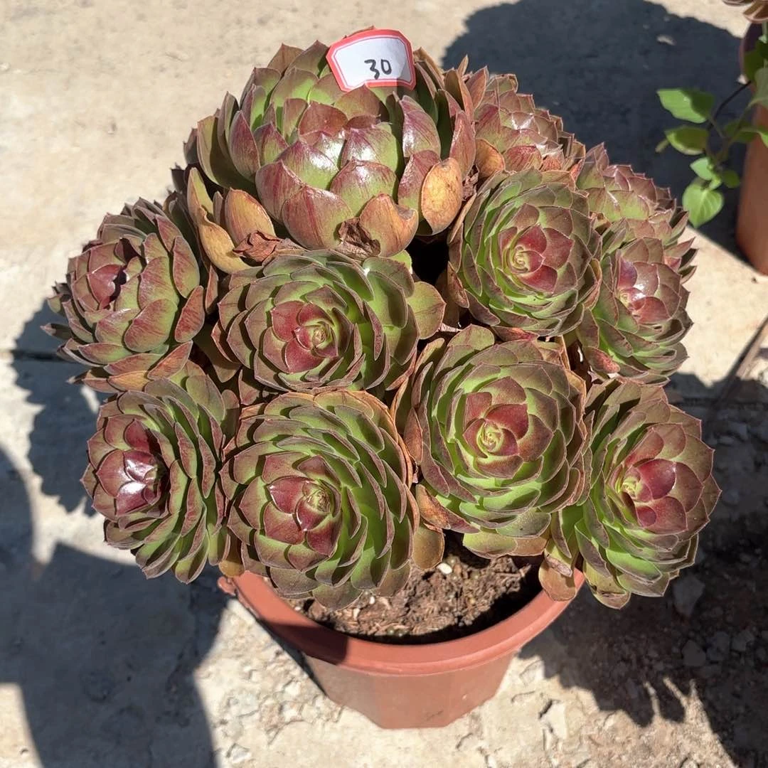 无花朵30黑膜多肉植物