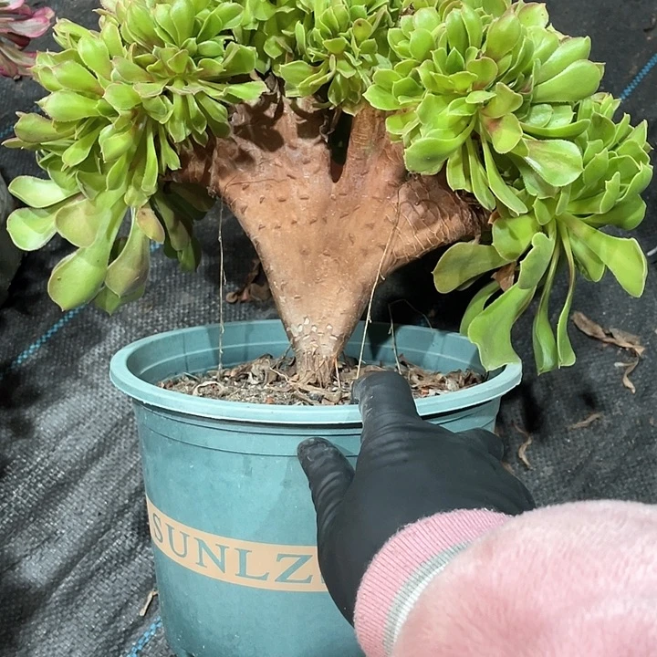 玫瑰缀化249  冠幅25