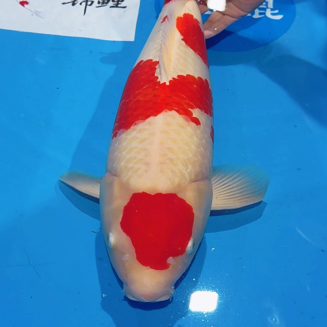 海水鱼佛山兴隆锦鲤