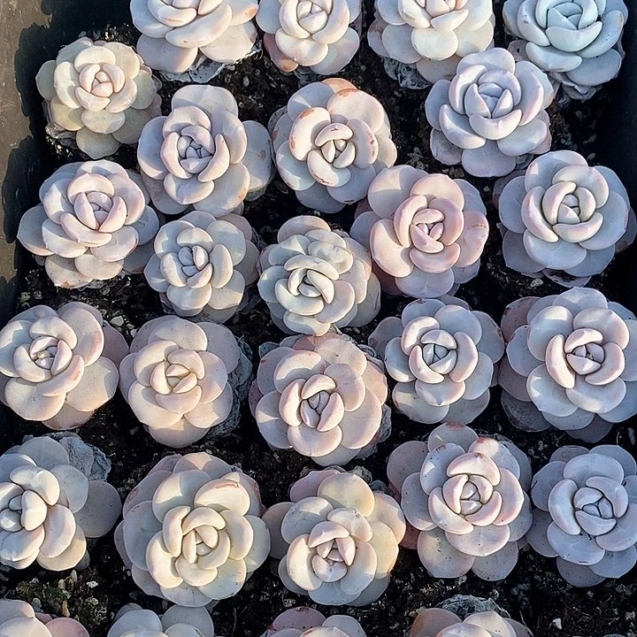 直播间精控雪莲8颗一组