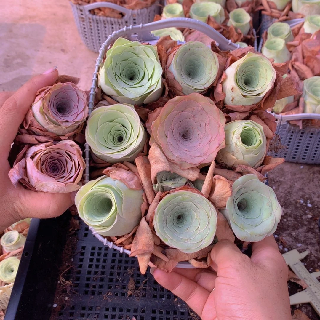 9颗大单头送2颗量拍