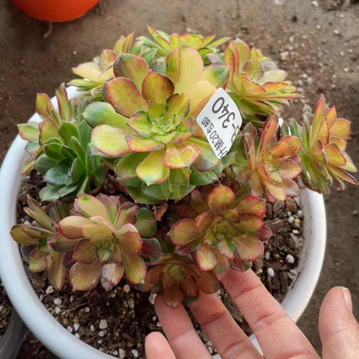 340龙鳞多肉1134457多肉