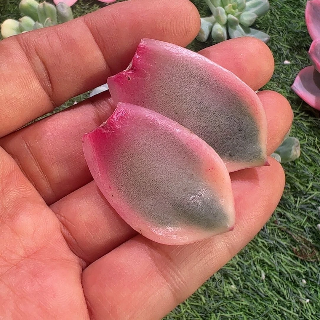 拾***漫多肉植物多肉植物