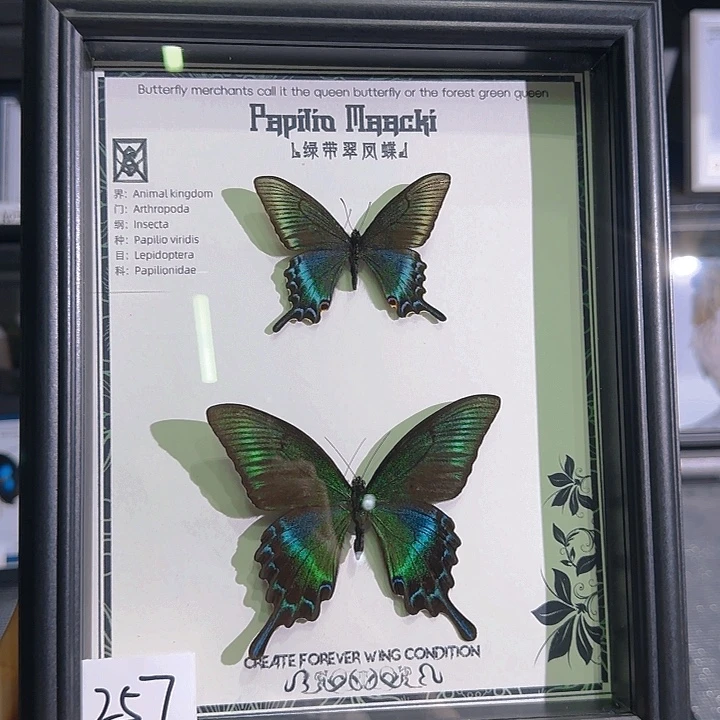 257号蝴蝶标本专拍链接