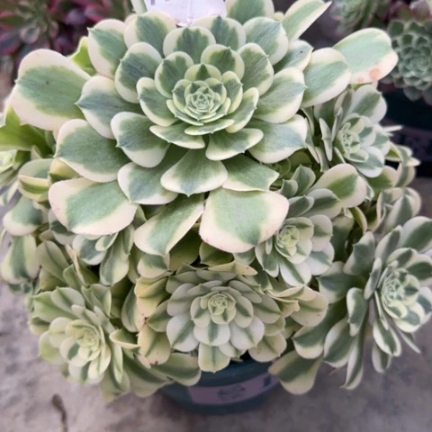 400绿豆沙25厘米左右