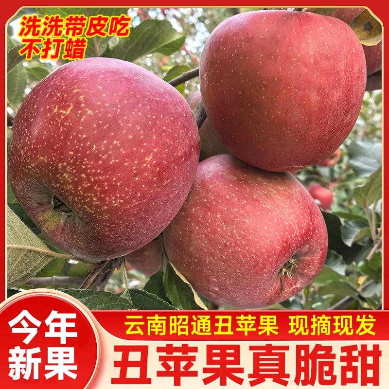 昭通10年以上老树 苹果  （丑苹果、糖心苹果）