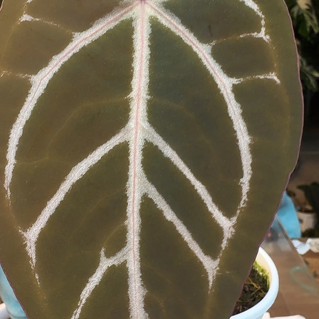 完全开放B151紫水晶杂巧克力
