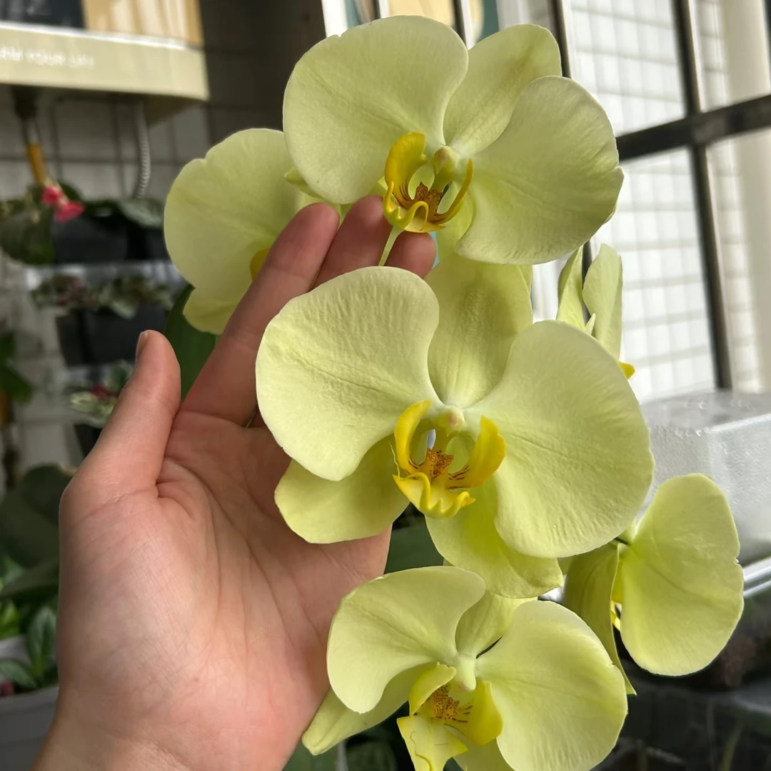 蝴蝶兰苗【九五至尊】大花型，3.0寸杯，单花剑未开花