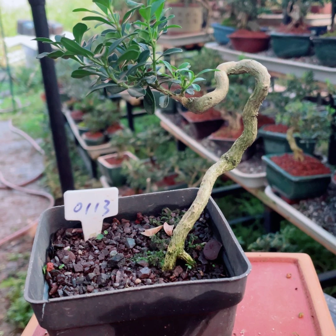 当前无花栽培后可以开花