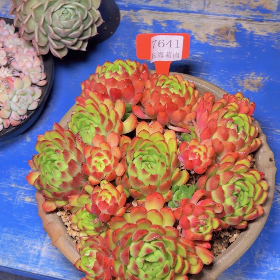 油画7641多肉植物