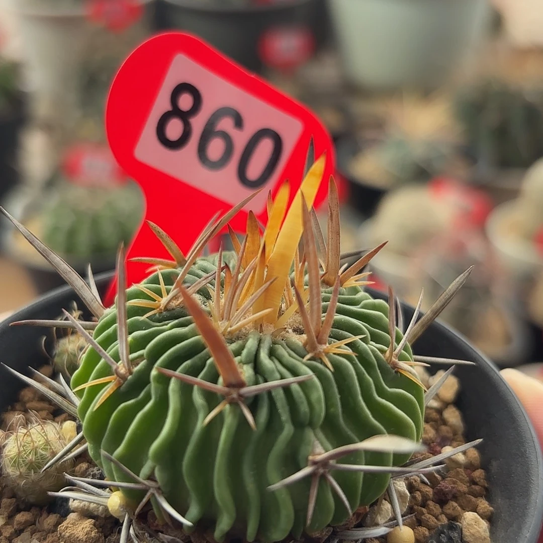 仙人球实生多棱玉