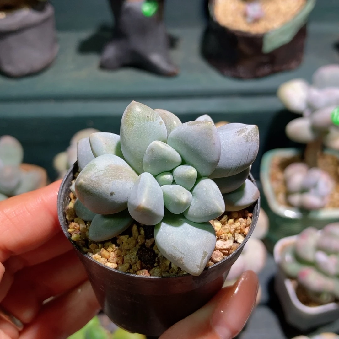 䒕妖精杏仁奶酪专拍