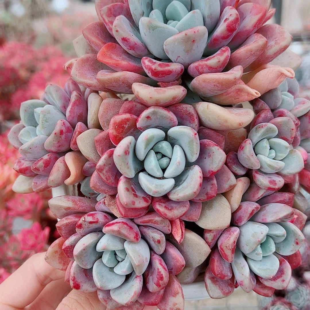 花斑露多头群生老桩