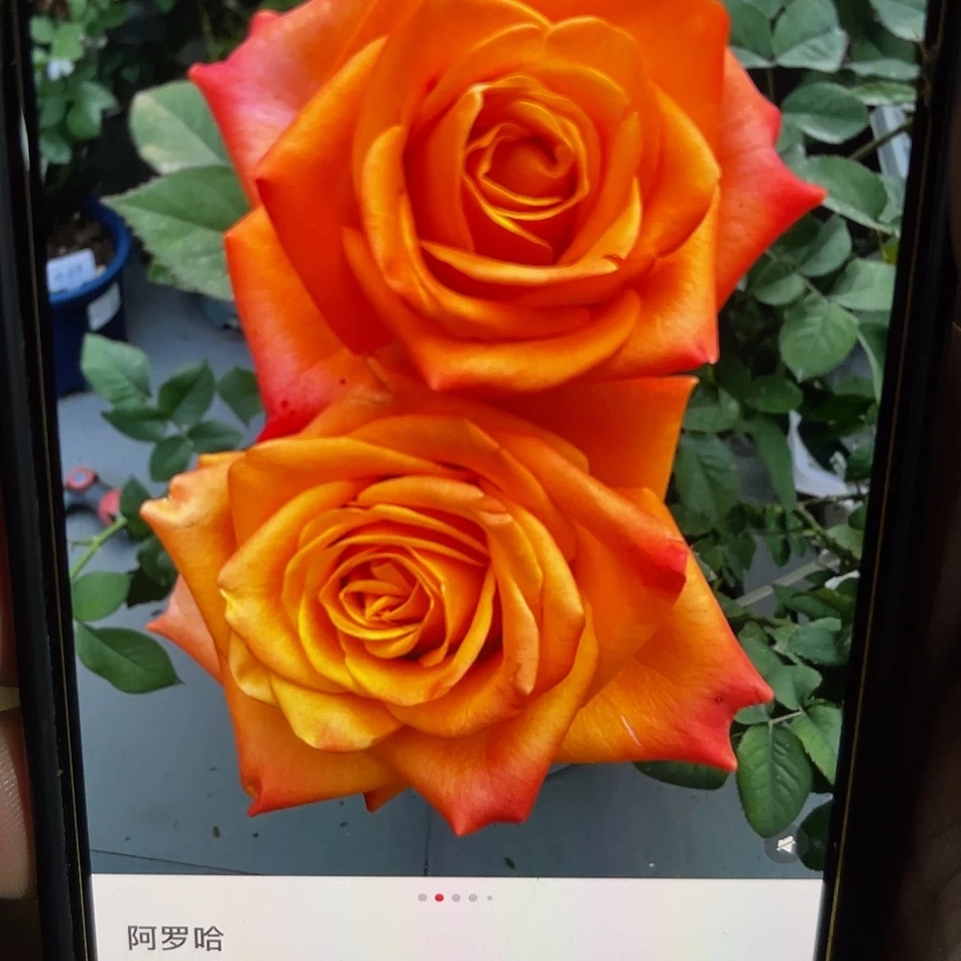无花朵——阿罗哈 福利