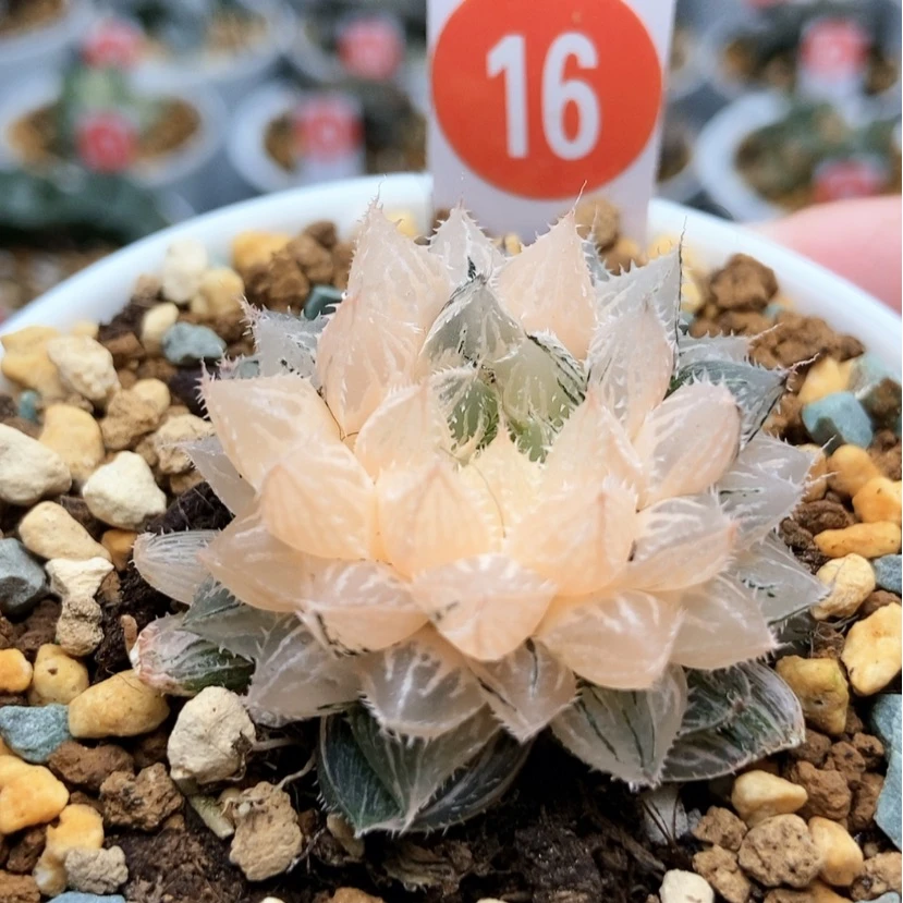 【闪购商品】16楼兰锦