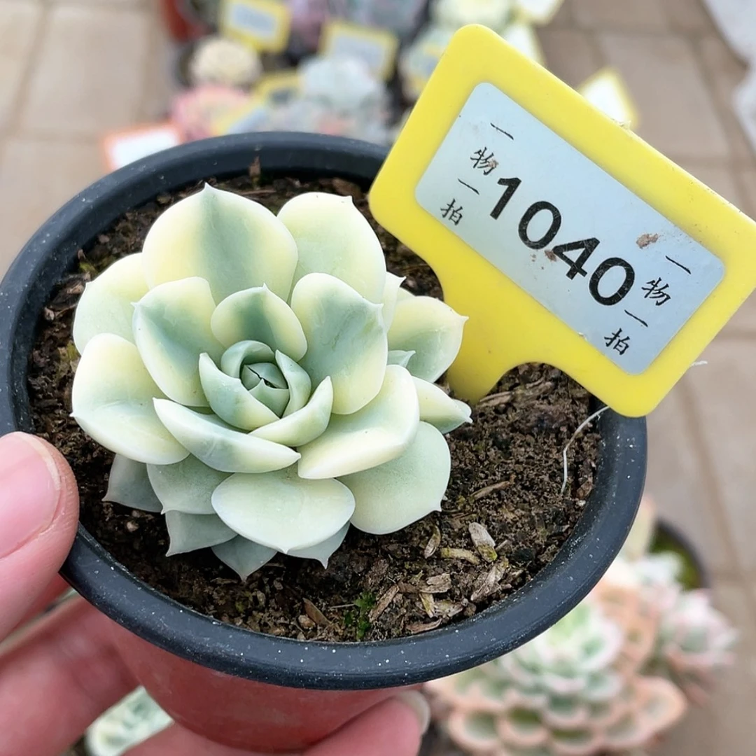 【闪购商品】1040号