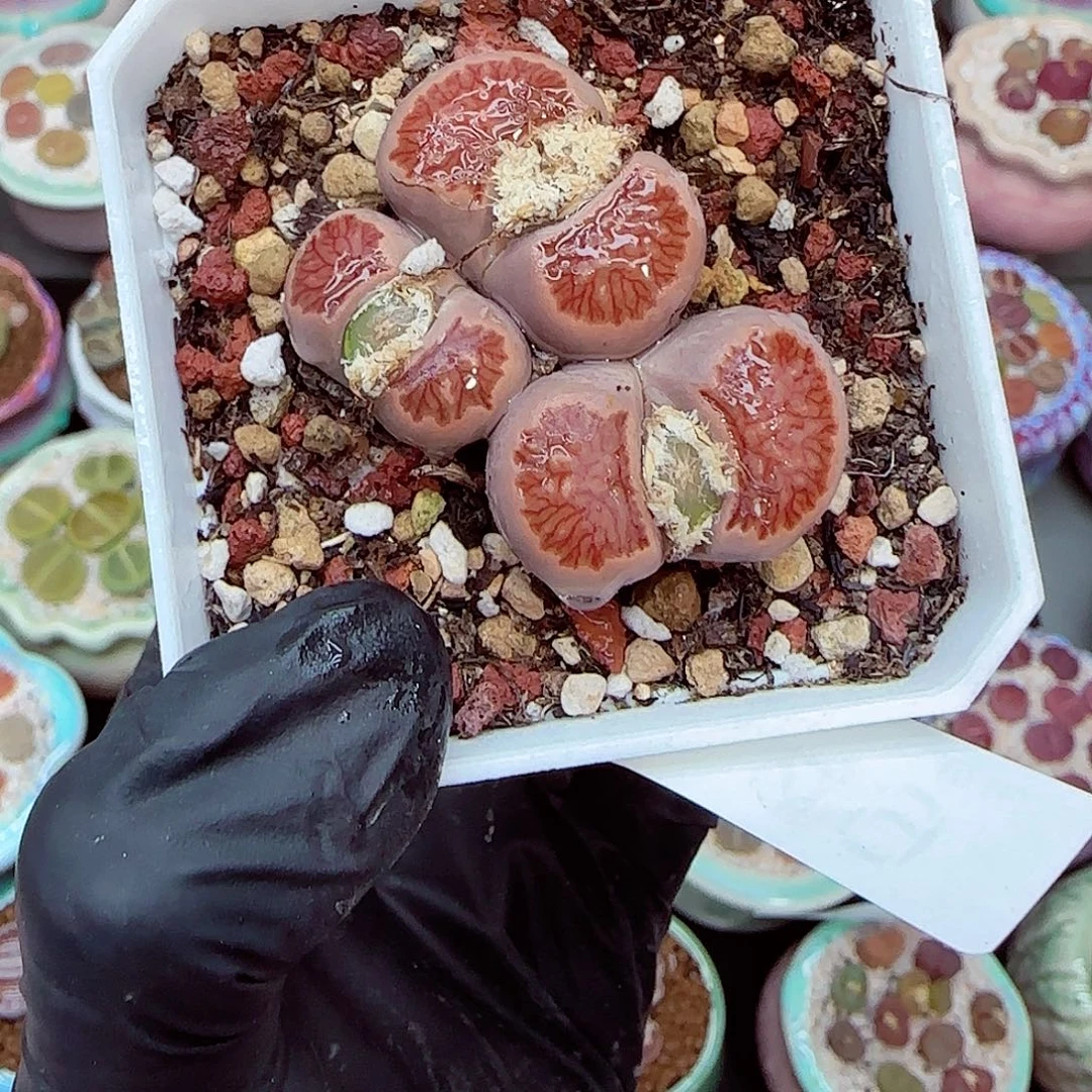 生石花满18包邮0104-49