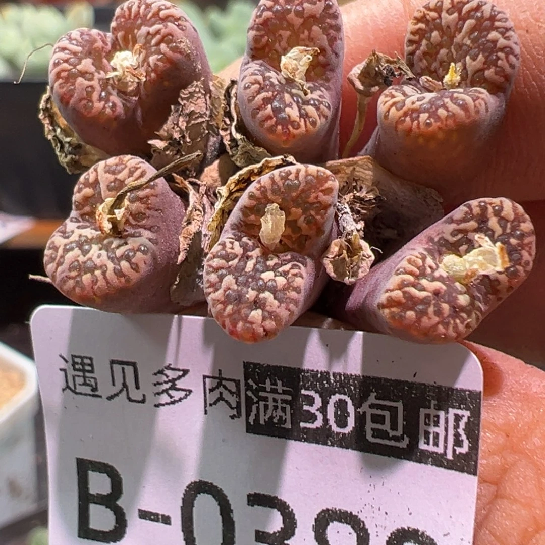 多肉植物111111111111