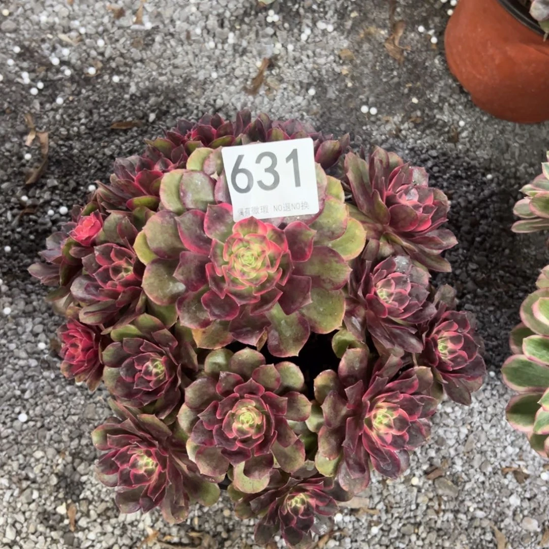 我是真的很喜欢这个