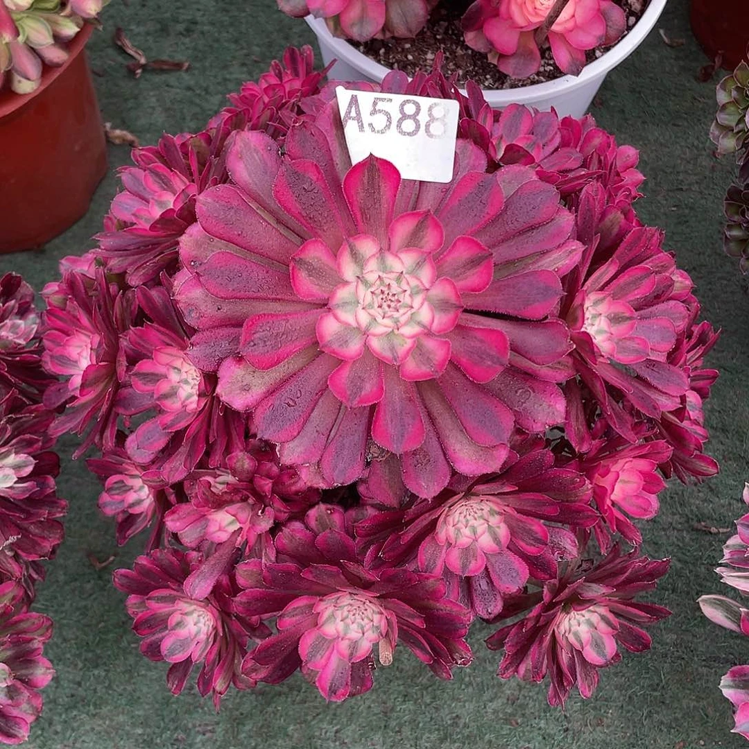 588.红铜白多肉植物