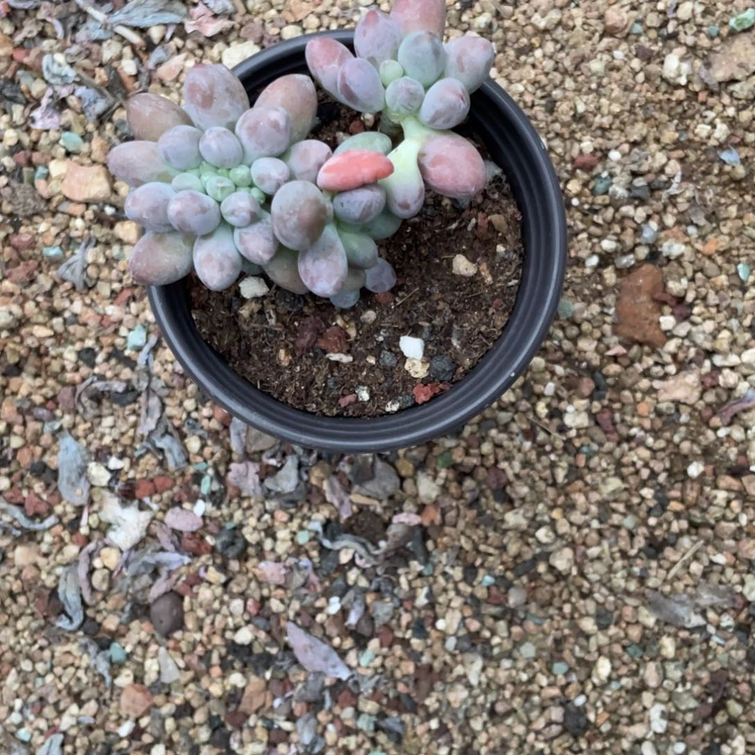 仙子奶酪多肉植物