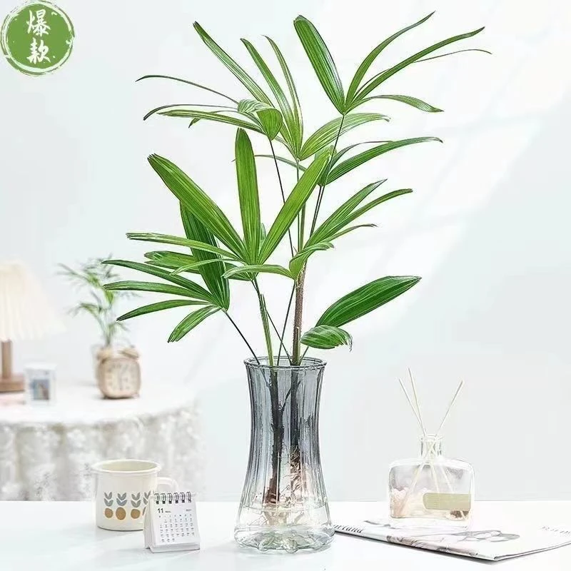 水培棕竹盆栽室内耐阴四季翠绿好养观叶绿植