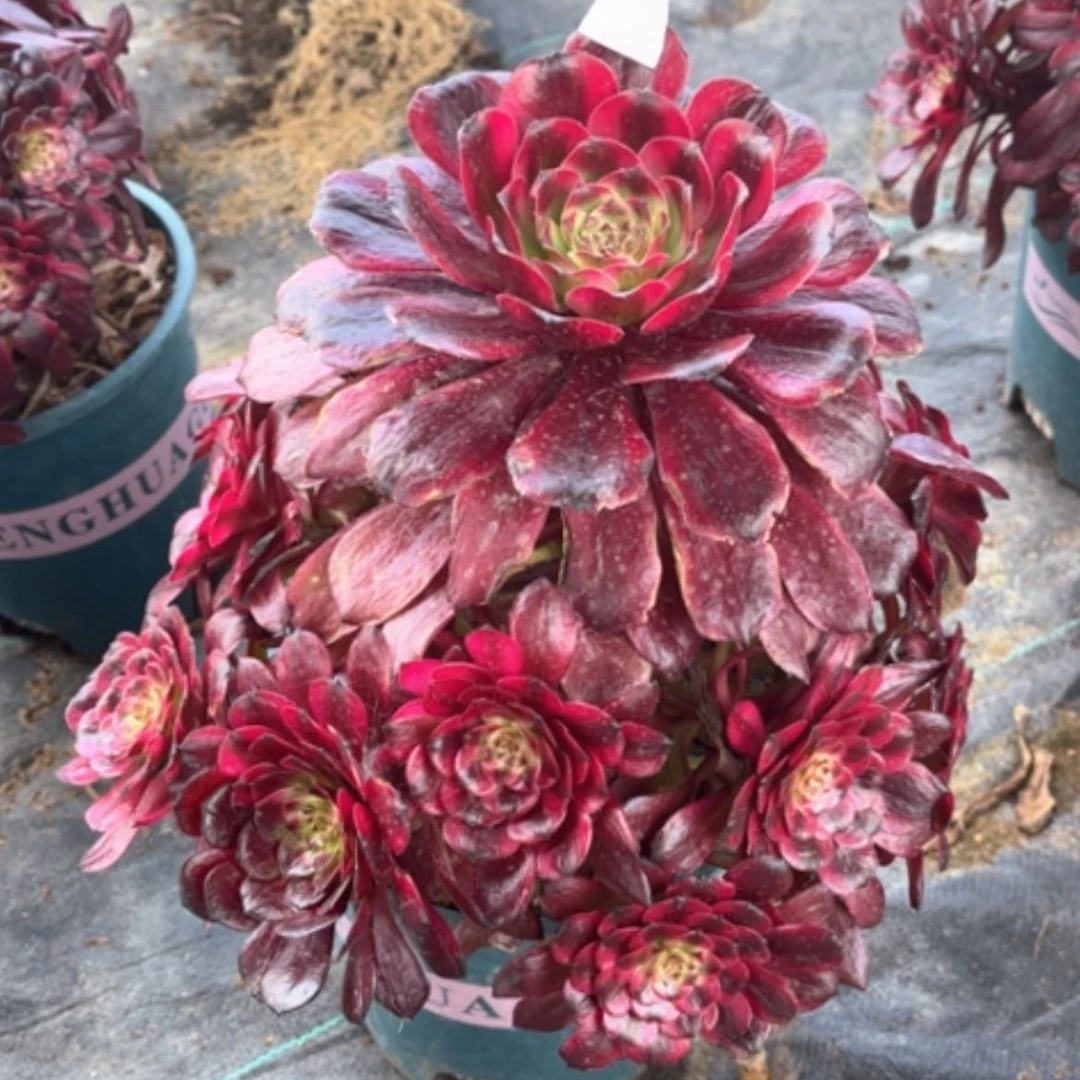 【闪购商品】14梅姬多肉法师