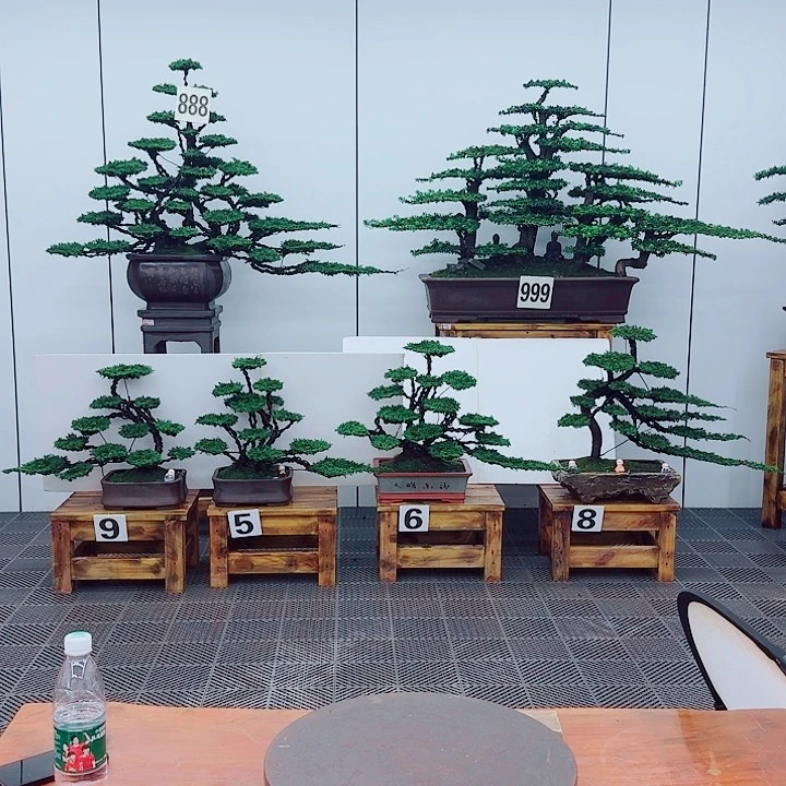 无花朵松柏盆景一物一拍