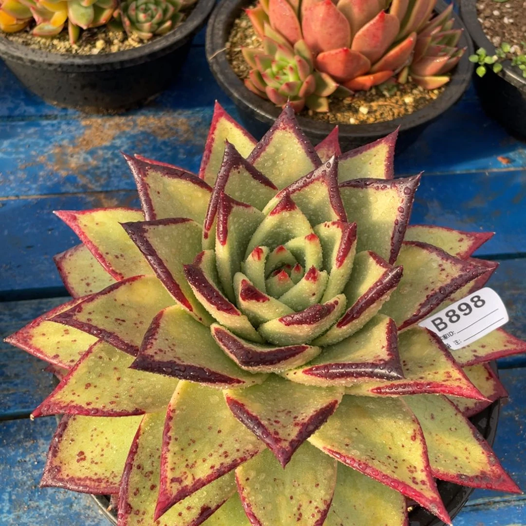 无花朵若如东云组拍B898