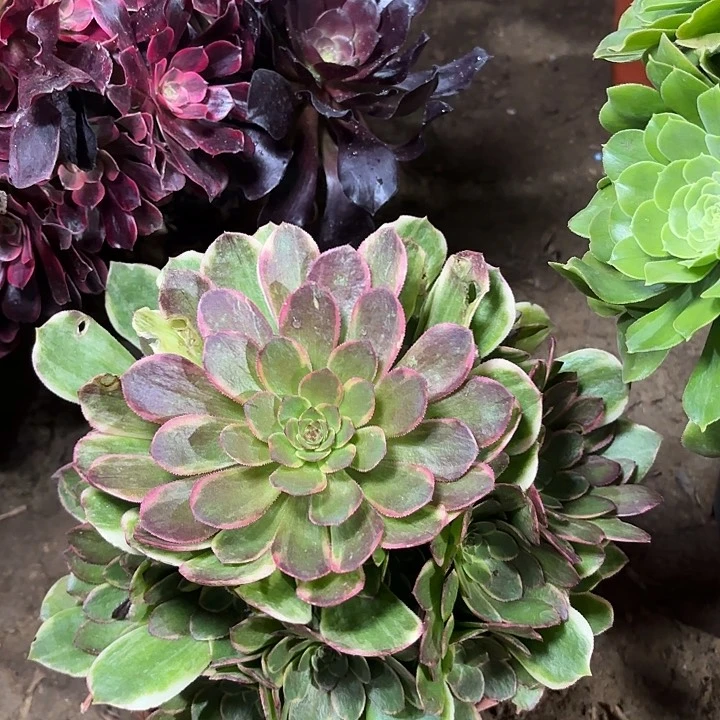 多肉植物法师半夏69