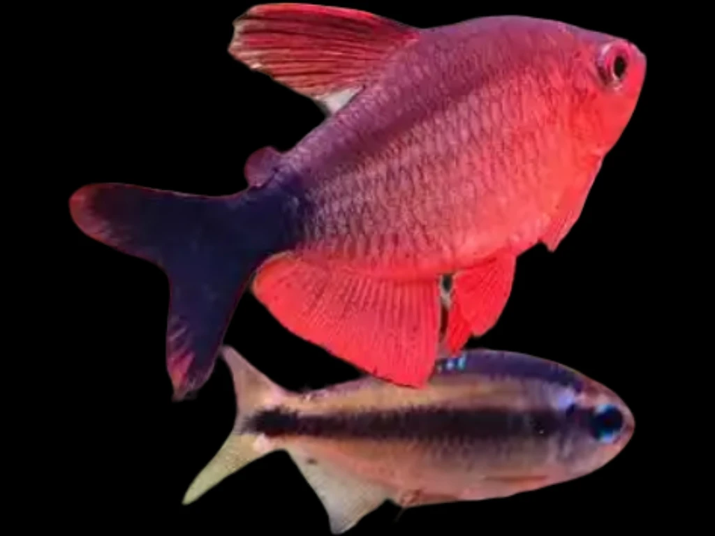 精品恶魔凯蒂灯鱼全场顺丰包邮包损