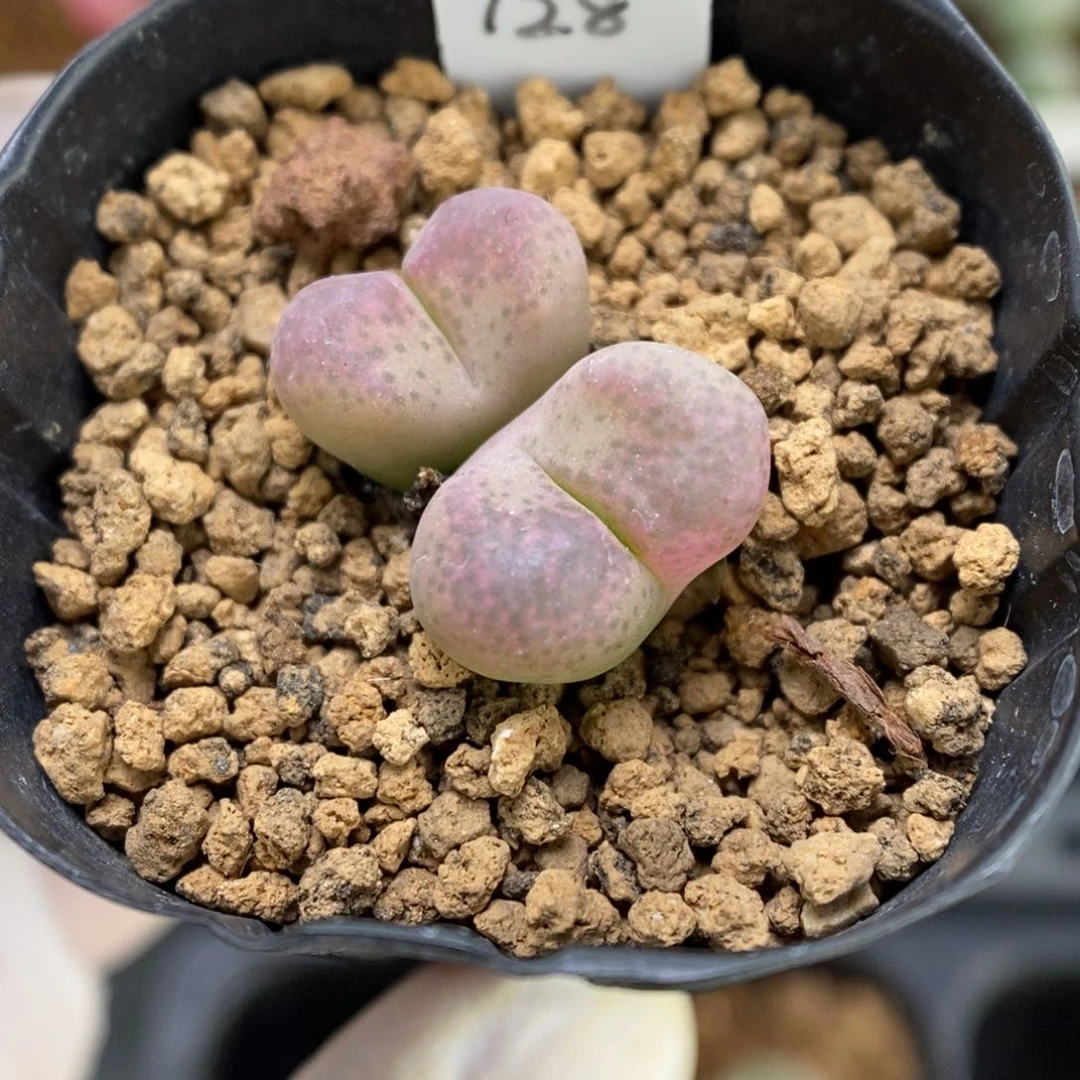 多肉植物肉锥杂交K-3254 粉白 锦 风铃杂