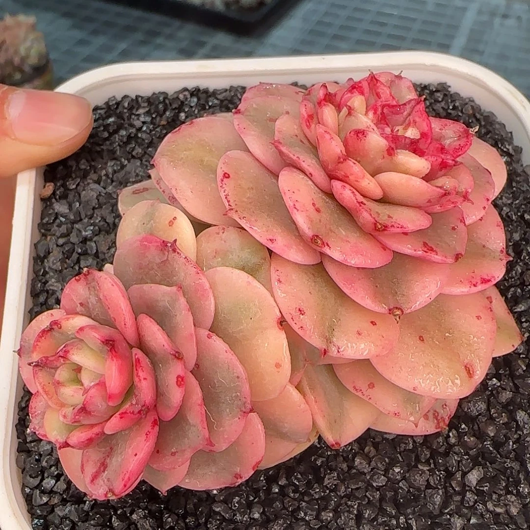 从前慢花园精选蜡牡丹锦