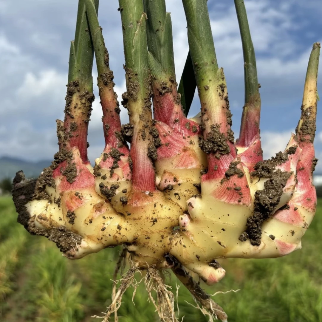 湘西本地小黄姜嫩姜