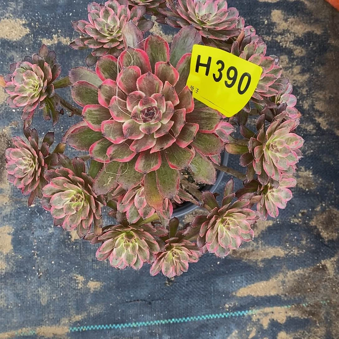 390紫霞333333333333