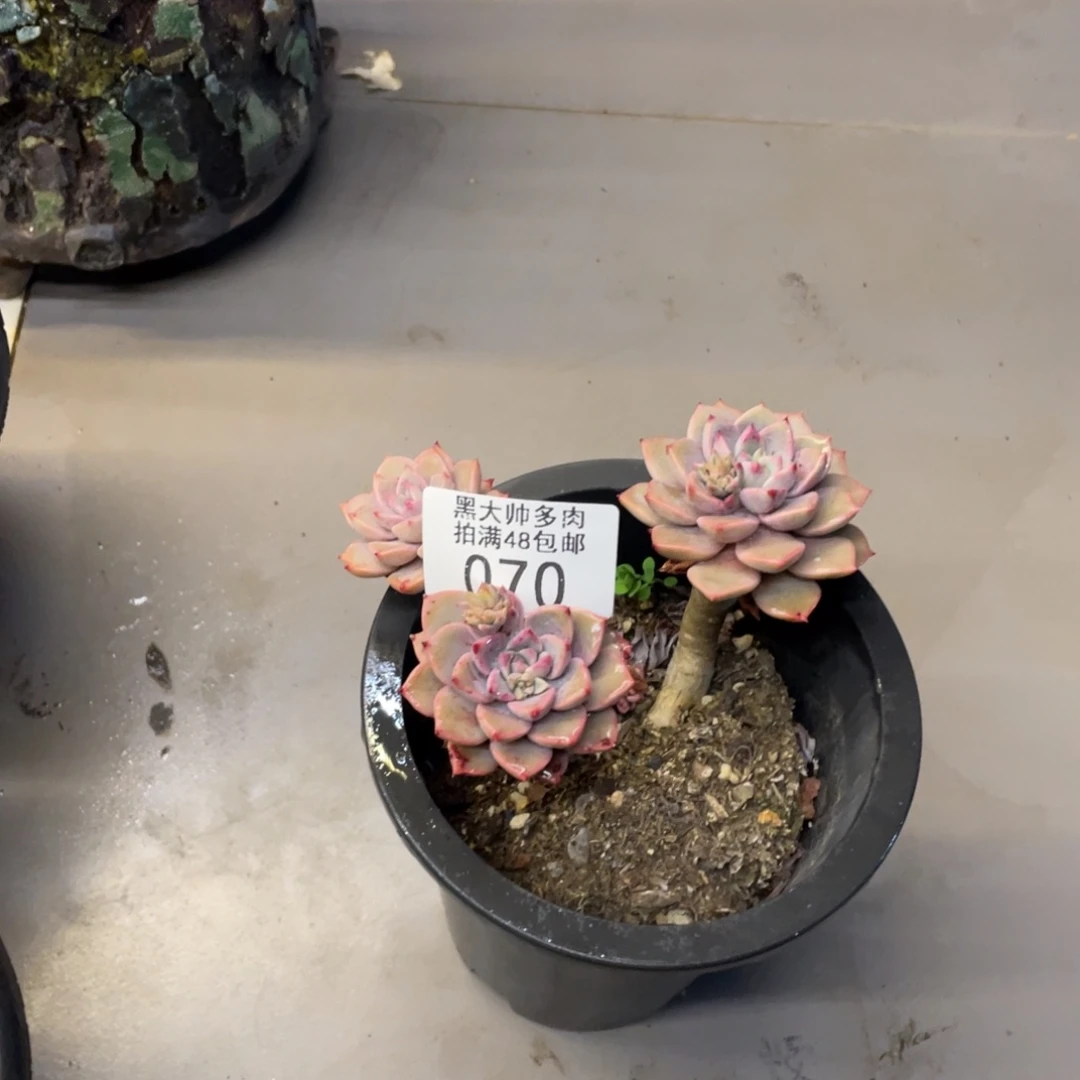 橙*子黑大帅多肉70红粉