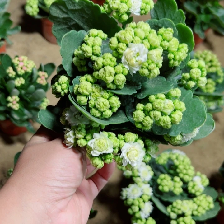伊丽莎白长寿花110口径
